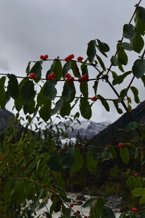 雨中绿叶红果景致