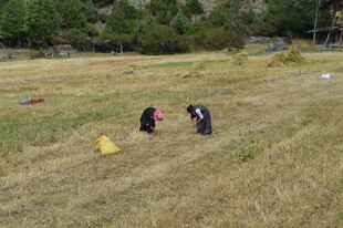 户外草地多人活动场景
