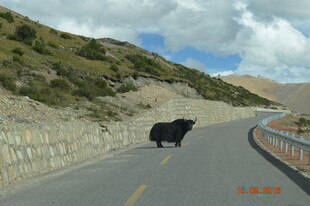 公路上独行的黑色牦牛