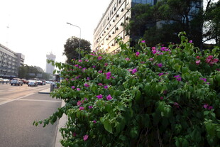 路边繁花绿植装点之路