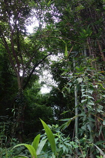 茂密丛林绿意景观