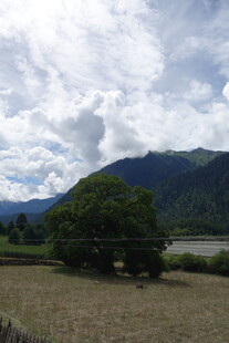 田园风光中的孤树与远山