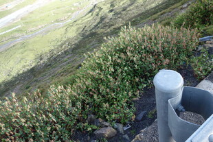 户外绿植旁的白色柱体