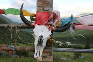 藏区牛头骨与经幡景观