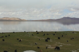 草原湖畔的牦牛群景