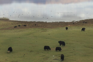草原上的牦牛群