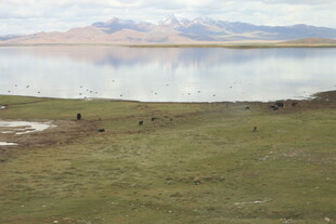 草原湖畔的动物群景