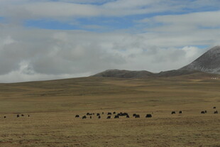 草原上的畜群与远山