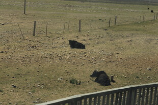 草原上休憩的几头黑牛