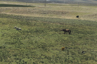 草原上的动物群