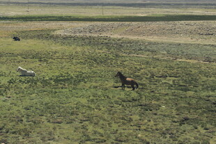 草原上的骏马与飞鸟