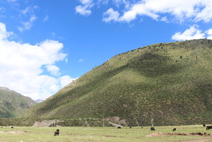 青山草原间的悠然牧场景象