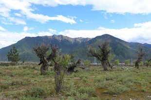 山野枯树与连绵山脉景观