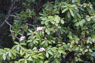 山间绽放的野蔷薇