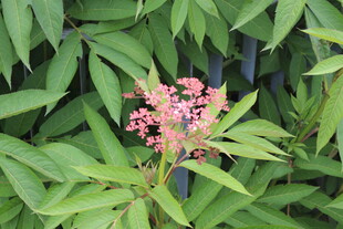 绿叶丛中的粉嫩花朵