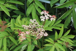 绿叶间绽放的精致小花