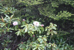 绿叶丛中的娇艳花朵