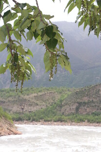 河畔绿叶与远山景致