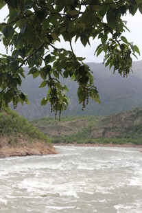 河畔绿树与湍急流水景观