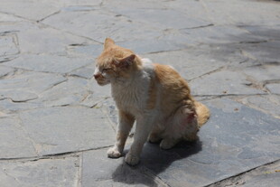 户外独坐的橘白猫咪