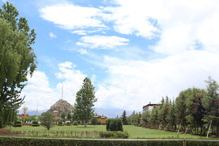 田园风光中的葱郁绿树