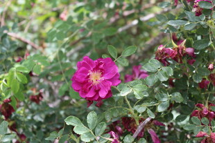 娇艳蔷薇绽放绿叶间