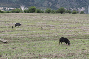草原上的牛群悠然吃草