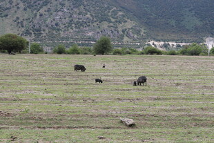 草原上的动物与远山风景