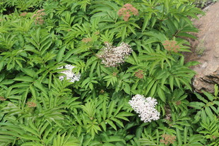 绿叶丛中的白色花朵