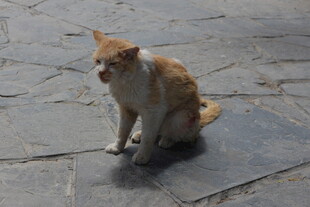 蹲坐的橘白猫咪