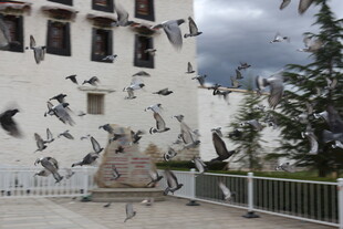 布达拉宫前飞翔的众多鸽子