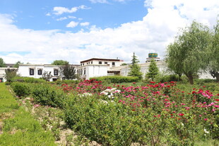 田园花海中的美丽民居