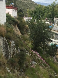 山坡旁的建筑与绿植景观