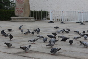 广场上群鸽聚集