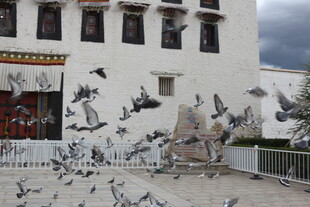 布达拉宫前群鸽飞舞