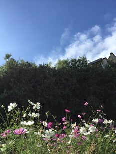 蓝天繁花相映成趣