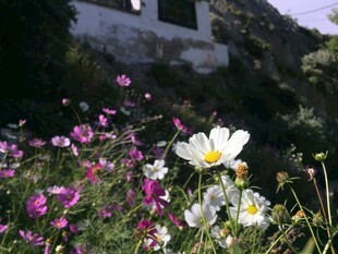 庭院中绽放的多彩花卉