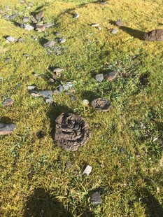 草地上的神秘孔洞