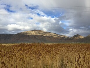 金黄麦田与远山蓝天白云