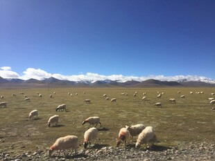 草原羊群蓝天美景
