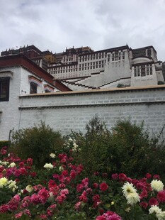 布达拉宫前的缤纷花卉