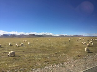 草原羊群蓝天美景