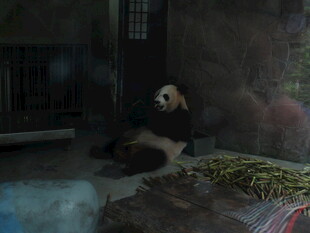 室内休憩的大熊猫