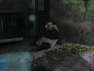 室内熊猫坐地休憩