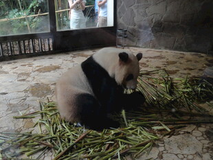 熊猫悠闲进食嫩绿竹子