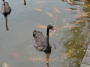 池塘中的黑天鹅