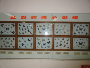 精美蝴蝶标本展示墙