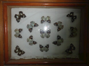 框中多彩蝴蝶标本展示