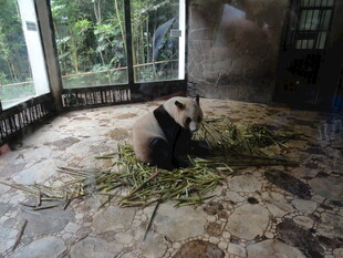 熊猫独坐室内享用竹子