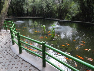 池塘边的绿色围栏与金鱼